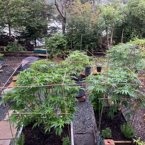 DP growlog photo: Bamboo trellis for added bud support and weather. 
