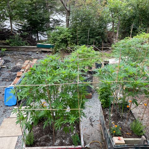 DP growlog photo: You’ve got my support. Now for big buds!