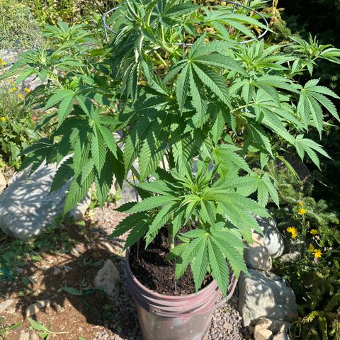 DP growlog photo: Looking good after some more LST and 1st half dose of Tiger Bloom
