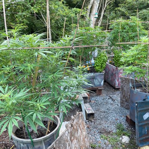 DP growlog photo: Snuck home from Laurie Park to flick, nutes, rotate 180’…