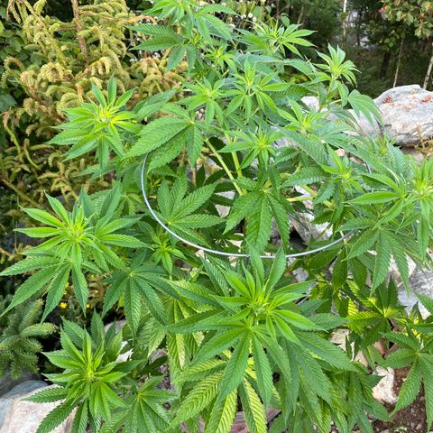 DP growlog photo: Day after watering. Still some curled tips, likely nutes. 
