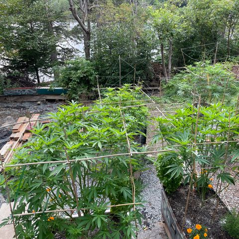 DP growlog photo: Amazing response to LST. More spacing, tying, nutes into week 2-3