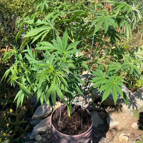 DP growlog photo: Doing very well, late but more bending may speed things …