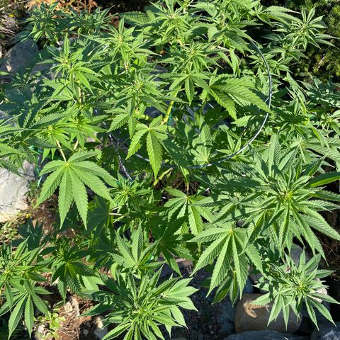 DP growlog photo: Nothing poisonous about DP