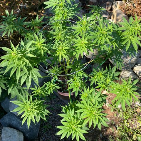 DP growlog photo: Post trim. Week 2ish flower 