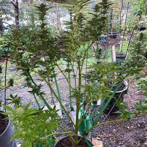 DP growlog photo: Welcome to the grow dome, DP. 