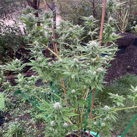 DP growlog photo: Gettin close er