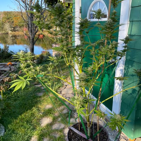 DP growlog photo: In and out back door overnight. Frost this am!