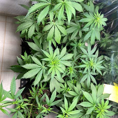 Cookies USA growlog timeline photo
