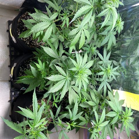 Cookies USA growlog timeline photo