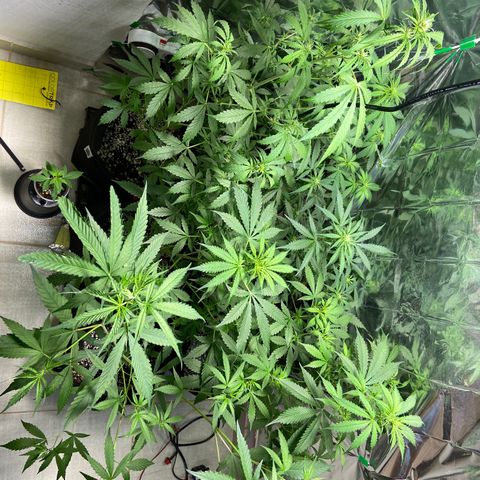 Cookies USA growlog timeline photo