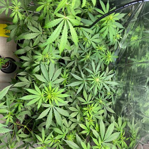 Cookies USA growlog timeline photo