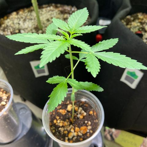 Cookies USA growlog timeline photo