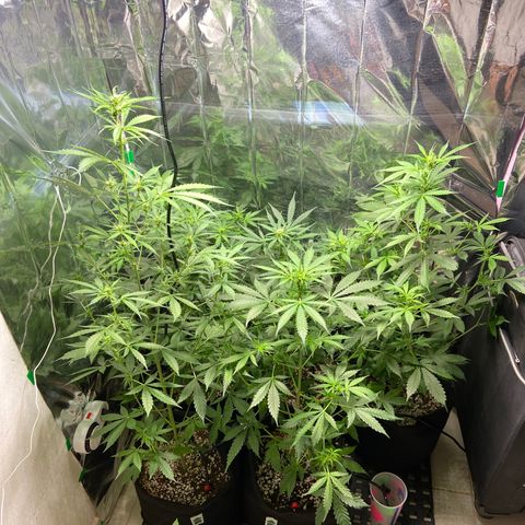 Cookies USA growlog timeline photo