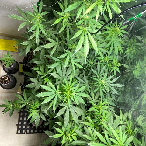 Cookies USA growlog timeline photo