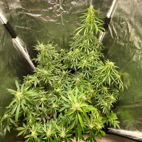 Cookies USA growlog timeline photo