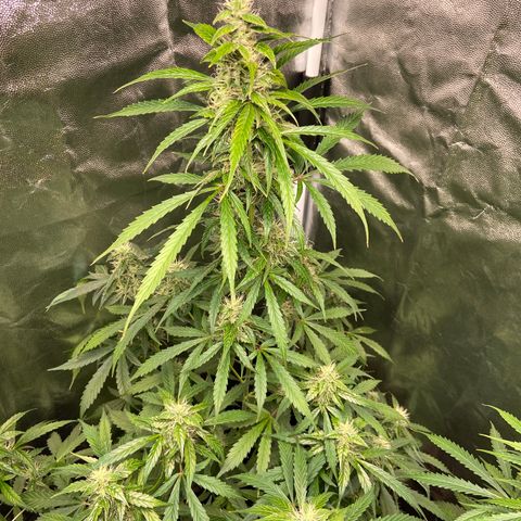 Cookies USA growlog timeline photo