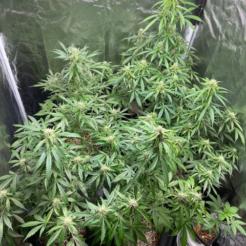Cookies USA growlog timeline photo
