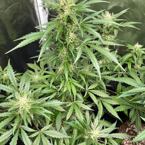 Cookies USA growlog timeline photo