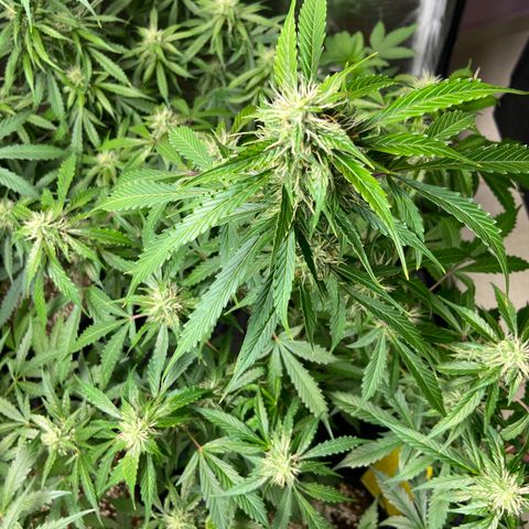 Cookies USA growlog timeline photo