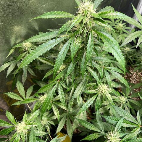 Cookies USA growlog timeline photo