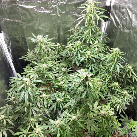 Cookies USA growlog timeline photo