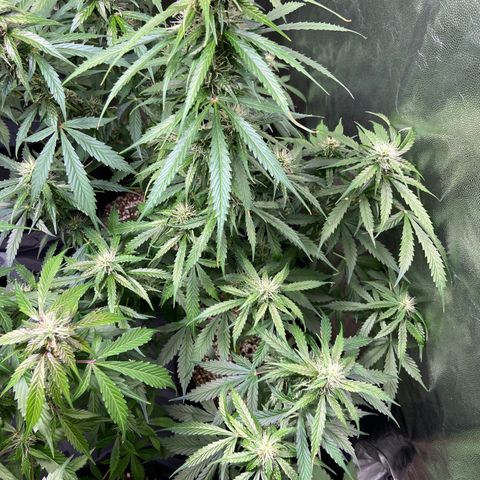 Cookies USA growlog timeline photo