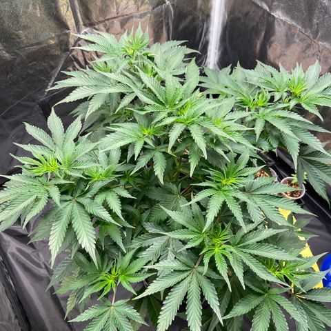 Cookies USA growlog timeline photo