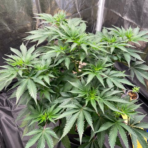 Cookies USA growlog timeline photo