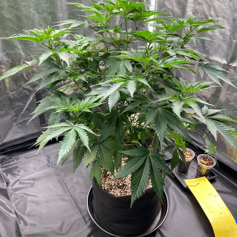 Cookies USA growlog timeline photo