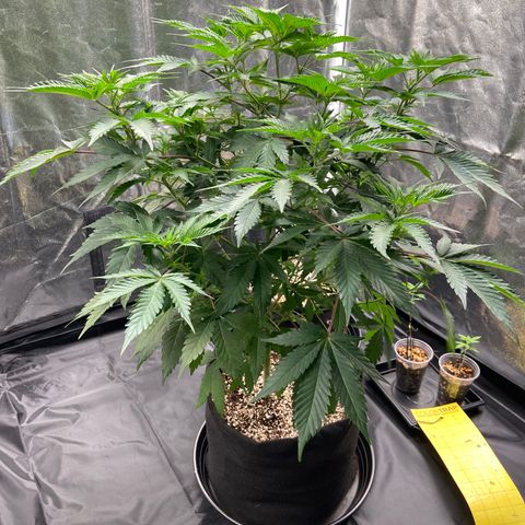 Cookies USA growlog timeline photo