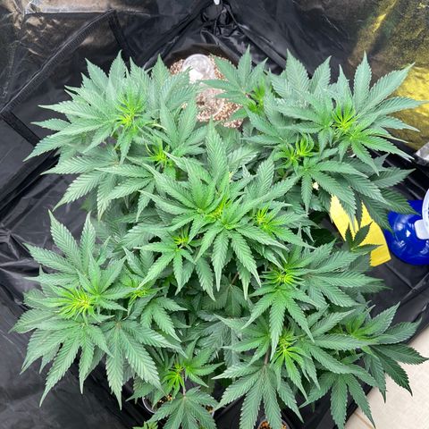 Cookies USA growlog timeline photo
