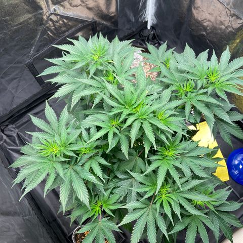 Cookies USA growlog timeline photo