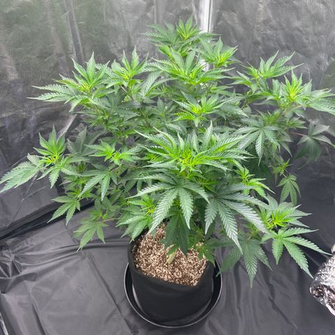 Cookies USA growlog timeline photo