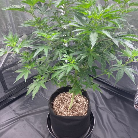 Cookies USA growlog timeline photo