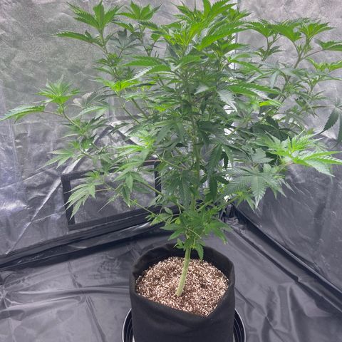 Cookies USA growlog timeline photo