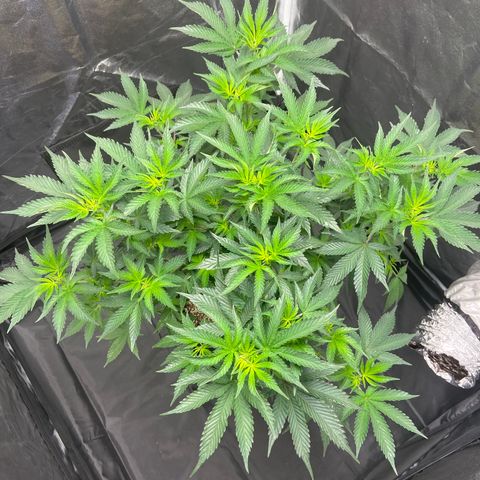 Cookies USA growlog timeline photo