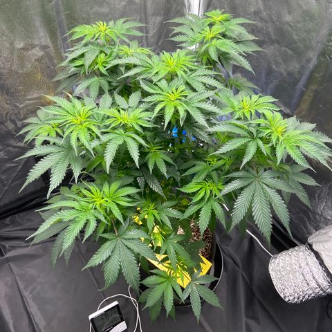 Cookies USA growlog timeline photo