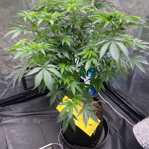 Cookies USA growlog timeline photo
