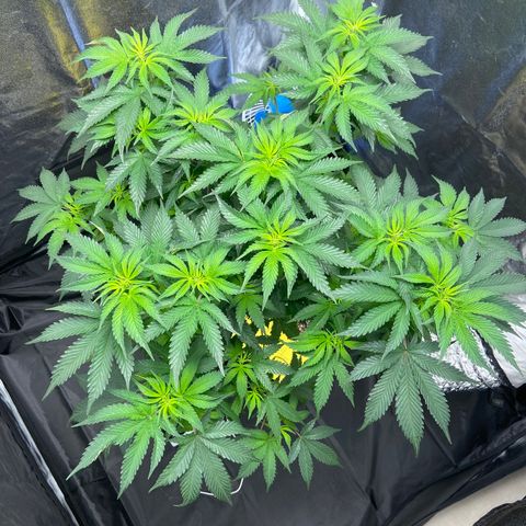Cookies USA growlog timeline photo