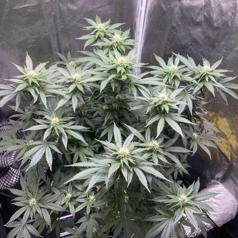Cookies USA growlog timeline photo