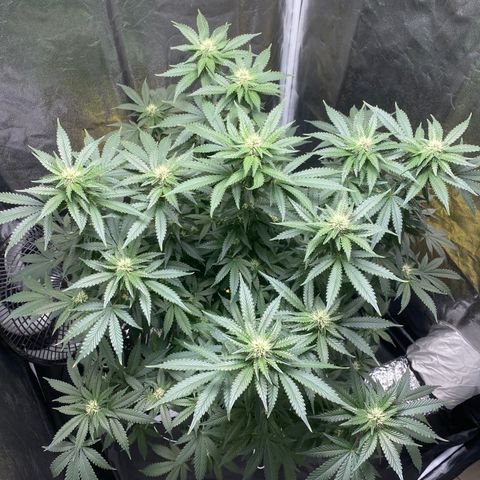 Cookies USA growlog timeline photo