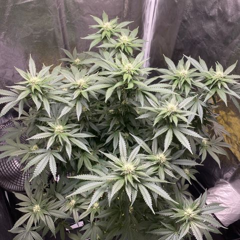 Cookies USA growlog timeline photo