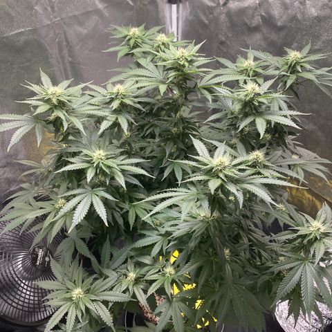 Cookies USA growlog timeline photo