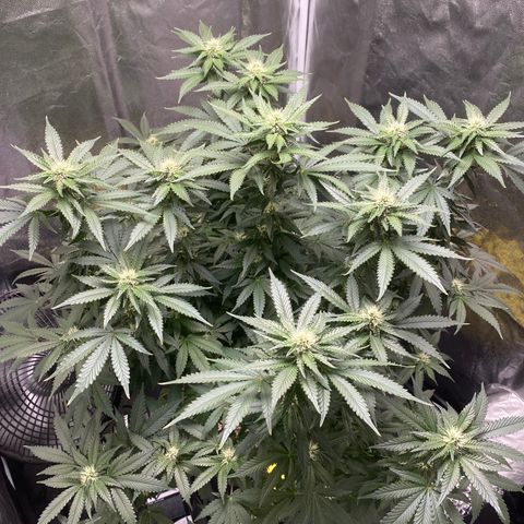 Cookies USA growlog timeline photo
