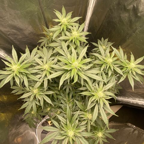 Cookies USA growlog timeline photo