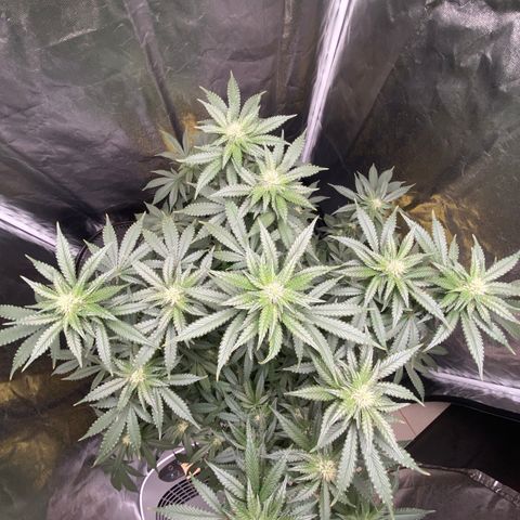 Cookies USA growlog timeline photo