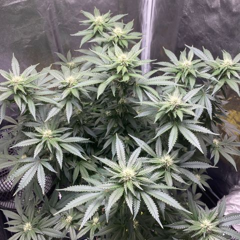 Cookies USA growlog timeline photo