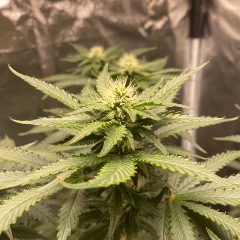 Cookies USA growlog timeline photo