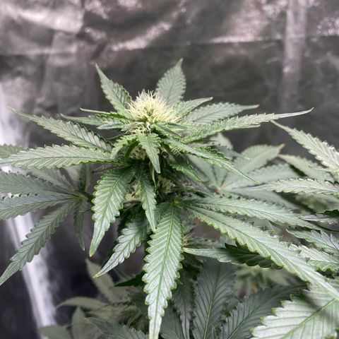Cookies USA growlog timeline photo